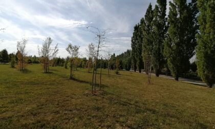 Il Bosco della Memoria sta bene, dice il Comune. Le piante stanno solo «riposando»