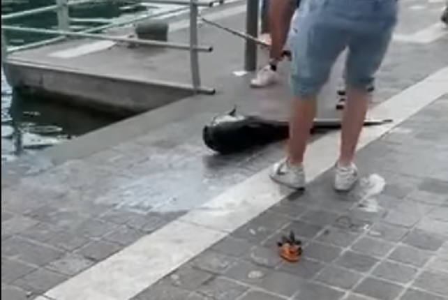 Sarnico e la polemica sul pesce siluro ucciso in mezzo alla folla