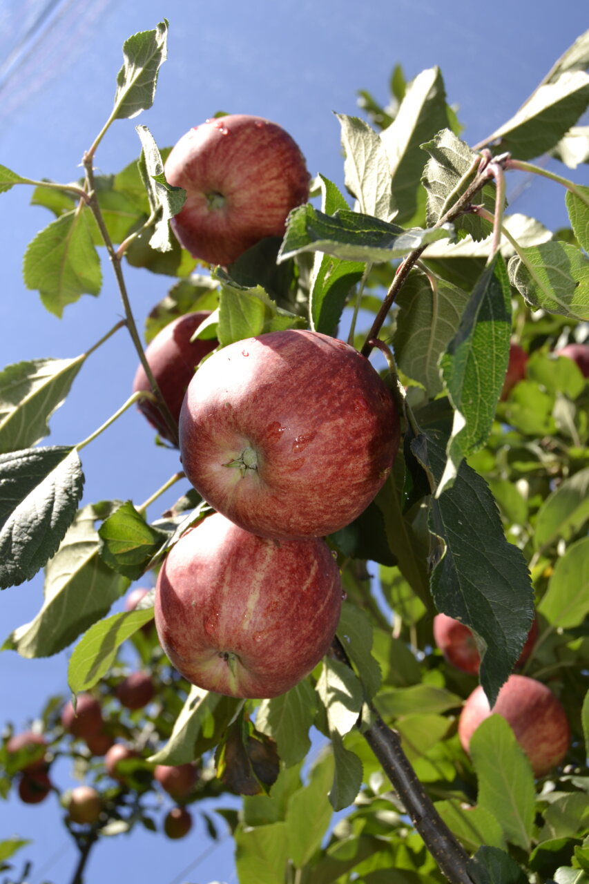 La difesa del melo: sabato 5 giugno lezioni (dal vivo finalmente) in Val Brembana