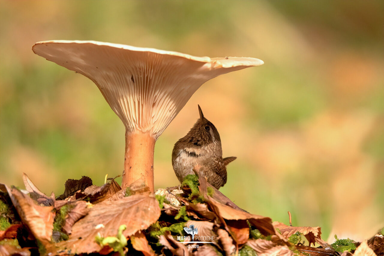 Mario Poddighe, l’uomo che, con uno scatto, rapisce la meraviglia della natura