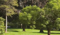 Nuovi alberi "anti smog" nei viali e nei parchi di Bergamo: dal Comune 500 mila euro
