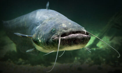Lotta al pesce siluro (specie in aumento): nell'Adda catturati esemplari per 1.488 kg