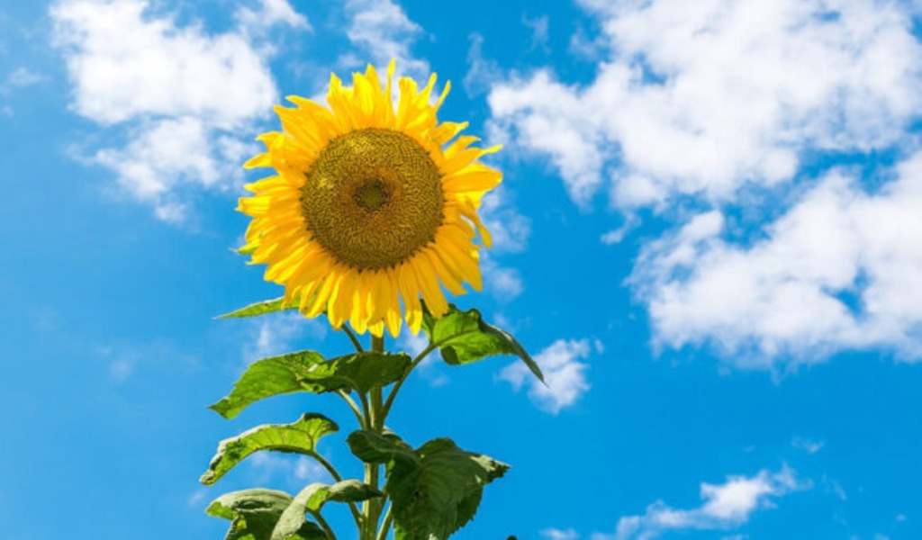 Corsa agli acquisti, ma tranquilli: scarseggia solamente l’olio di semi di girasole