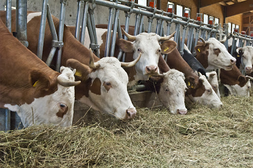 L’aumento dei costi delle materie prime colpisce la zootecnia: imprese in difficoltà