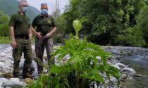 Allerta per il Panace di Mantegazza, pianta urticante che sta arrivando sulle Orobie