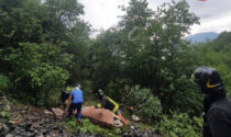 Asino si perde e cade in un dirupo a Gandino: salvato dai vigili del fuoco in elicottero