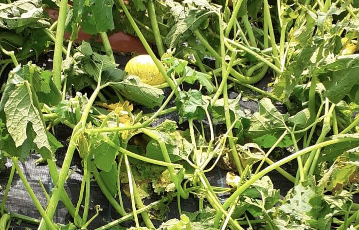 Ancora grandine e nubifragi nella Bergamasca: danni su mais, ortaggi e frutta