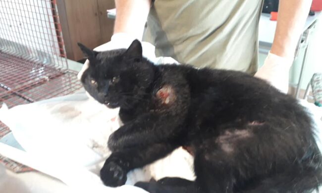 Ferito e in gravi condizioni, gattone salvato da due ciclisti