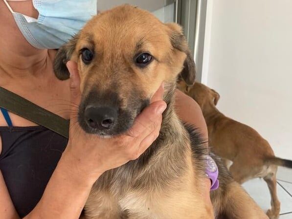 Crollo di Torino, il cane Ettore salvato dopo 30 ore dall’esplosione