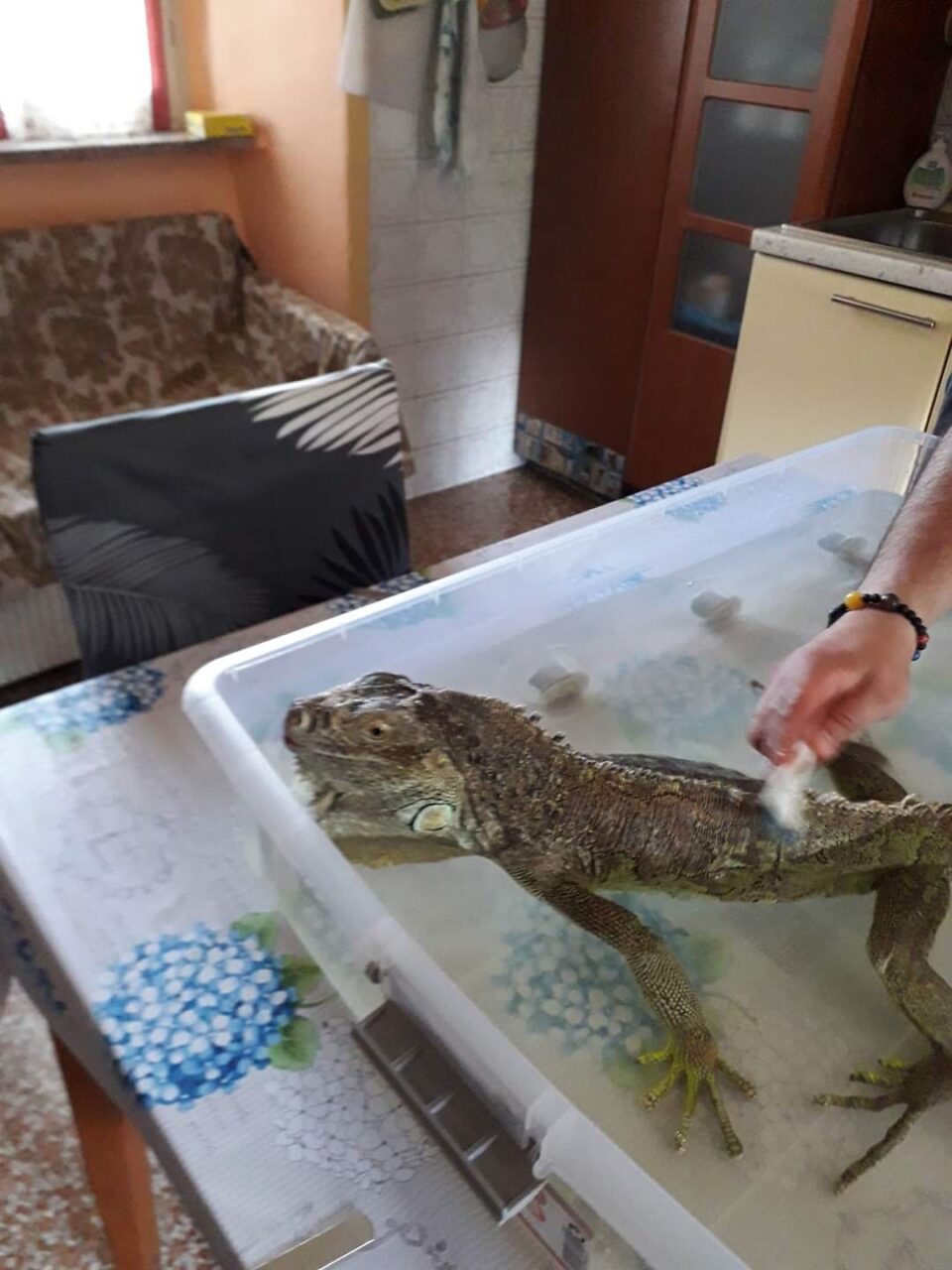 Goodzilla in fuga sulla ciclabile della Val Seriana: cercasi iguana fra Nembro e Pradalunga