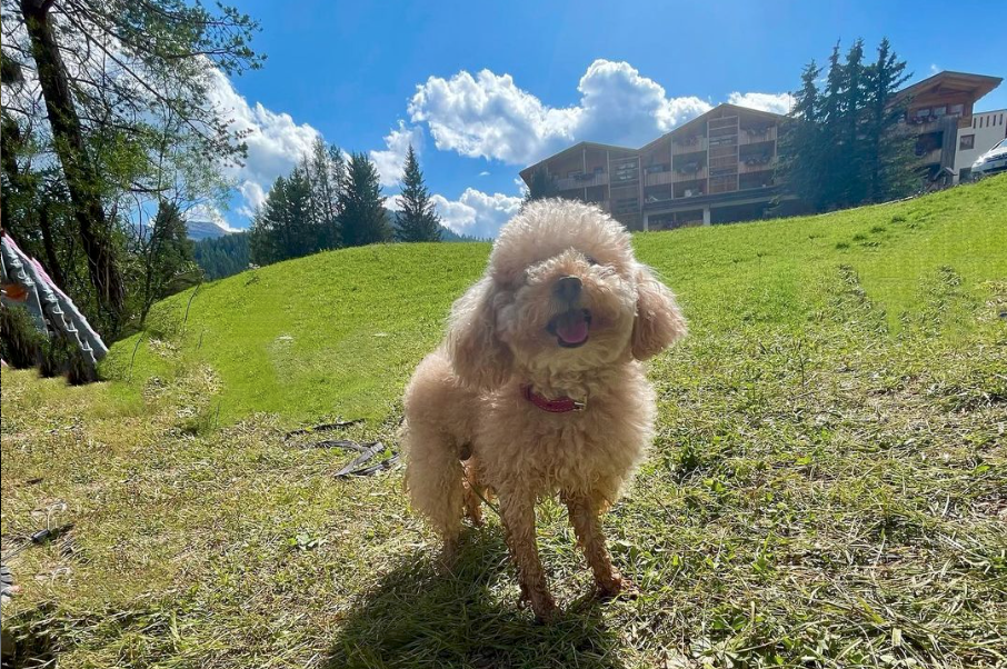 Michelle Hunziker e Tomaso Trussardi in montagna coi cani: appello anti-abbandono