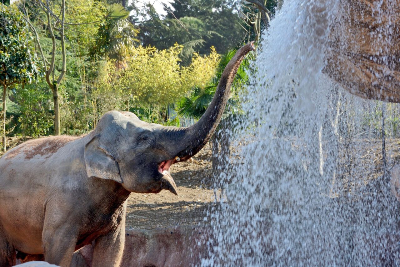Giornata Internazionale dell’Elefante: alle Cornelle quattro giornate in compagnia degli animali