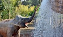 Giornata Internazionale dell’Elefante: alle Cornelle quattro giornate in compagnia degli animali