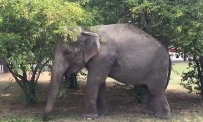 Il circo ai vigili del fuoco: «L'elefantessa ha una colica renale, aiutateci a sollevarla»
