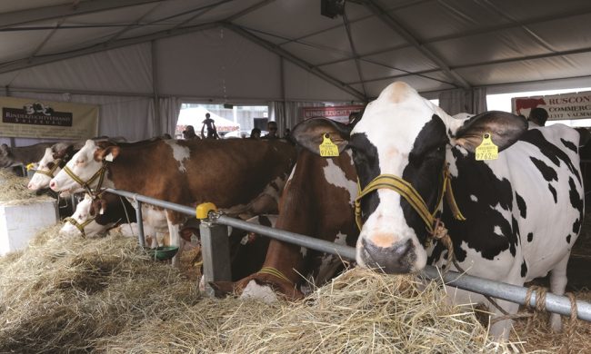 Le fiere zootecniche ripartono dalla Roncola, ma l’incoronazione della Regina salta ancora
