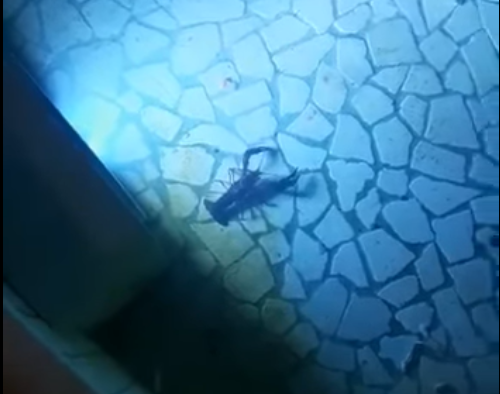 Verdello, gamberi della Louisiana nella fontana in piazza