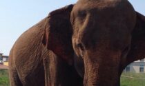 La Lav Bergamo attacca il circo Orfei per le condizioni dell'elefantessa Andra