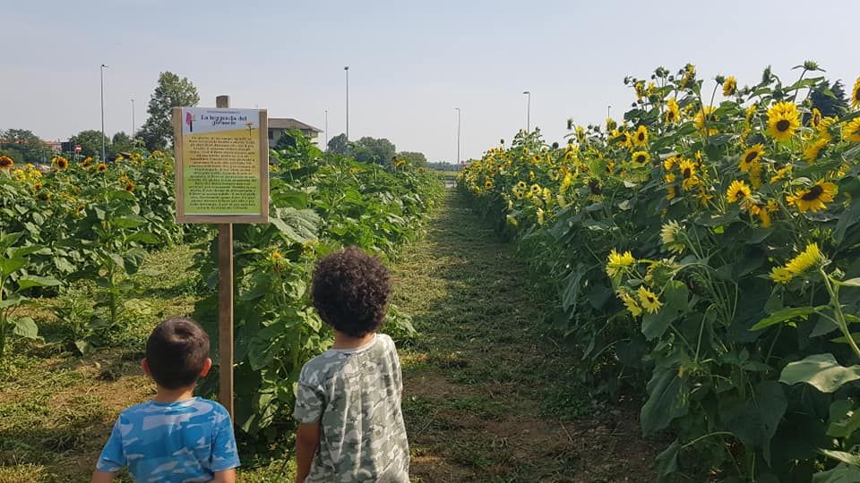 Aperto il campo di raccolta self di girasoli a Terno d’Isola: è il primo in Italia (poi le zucche)