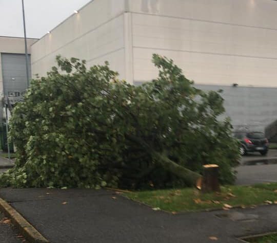 È caccia ai vandali che hanno tagliato gli alberi a Curno e Treviolo: «Costituitevi»
