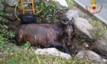 Cavallo cade in un fossato a Sovere e resta incastrato: salvato dai vigili del fuoco