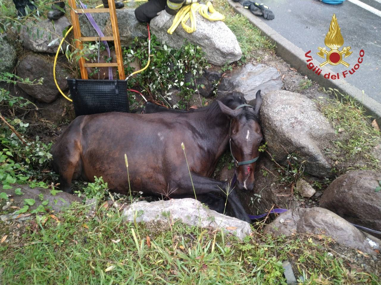 Cavallo cade in un fossato a Sovere e resta incastrato: salvato dai vigili del fuoco