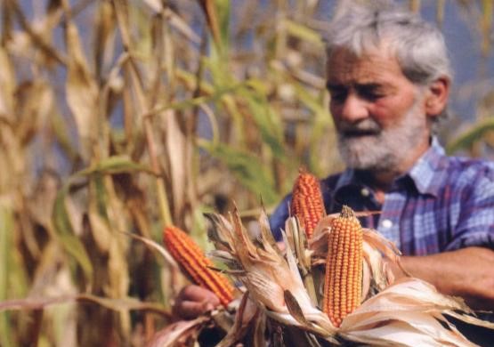 Cirano piange Alessandro Bertasa, fu fra i pionieri del Mais Spinato di Gandino