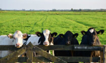 Lettera amara alla Coldiretti sul prezzo del latte (ma le vacche sono scappate dalla stalla)
