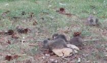 I video dell'invasione di topi nei giardini pubblici davanti alla stazione Teb di Albino