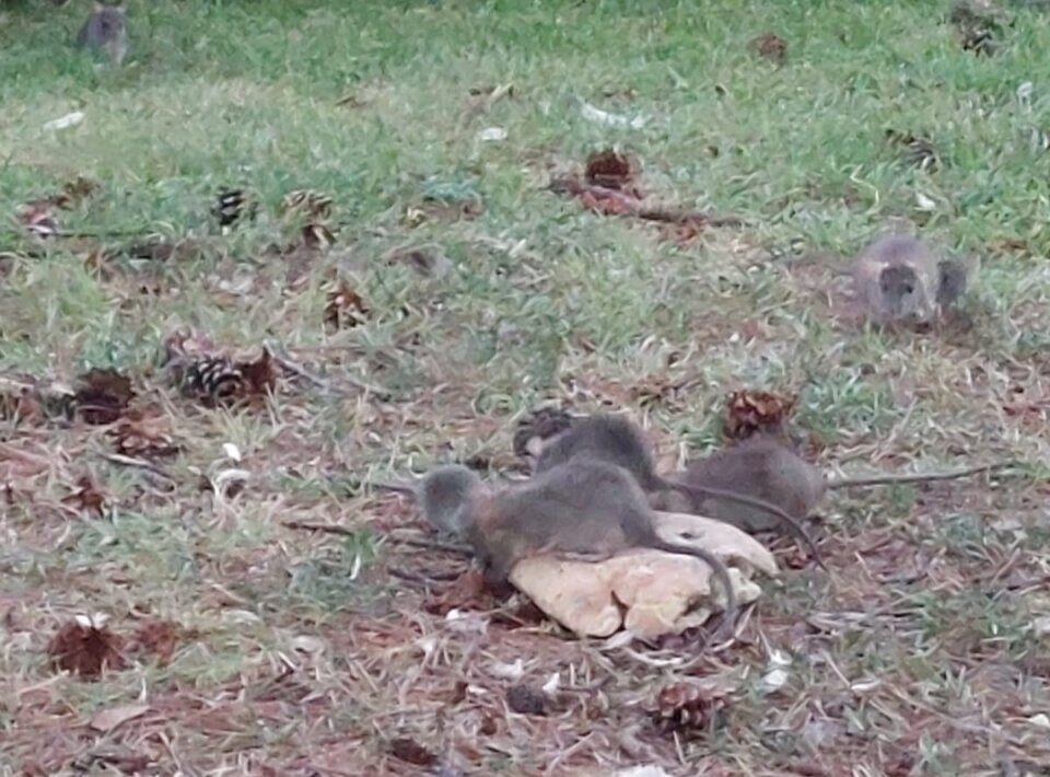 I video dell’invasione di topi nei giardini pubblici davanti alla stazione Teb di Albino