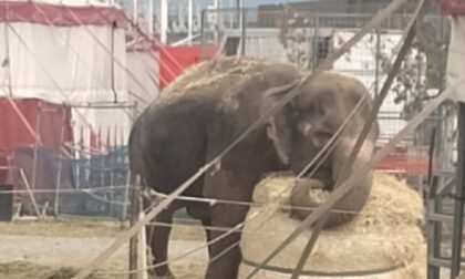 La Lav attacca il circo Orfei: «Si liberi l'elefantessa Andra». Appello al sindaco di Azzano