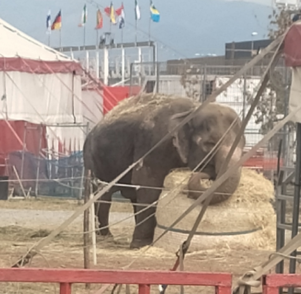 Ο Λαβ επιτίθεται στο τσίρκο Ορφέι: «Η ελέφαντα Άντρα απελευθερώνεται».  Έκκληση στον δήμαρχο του Azzano