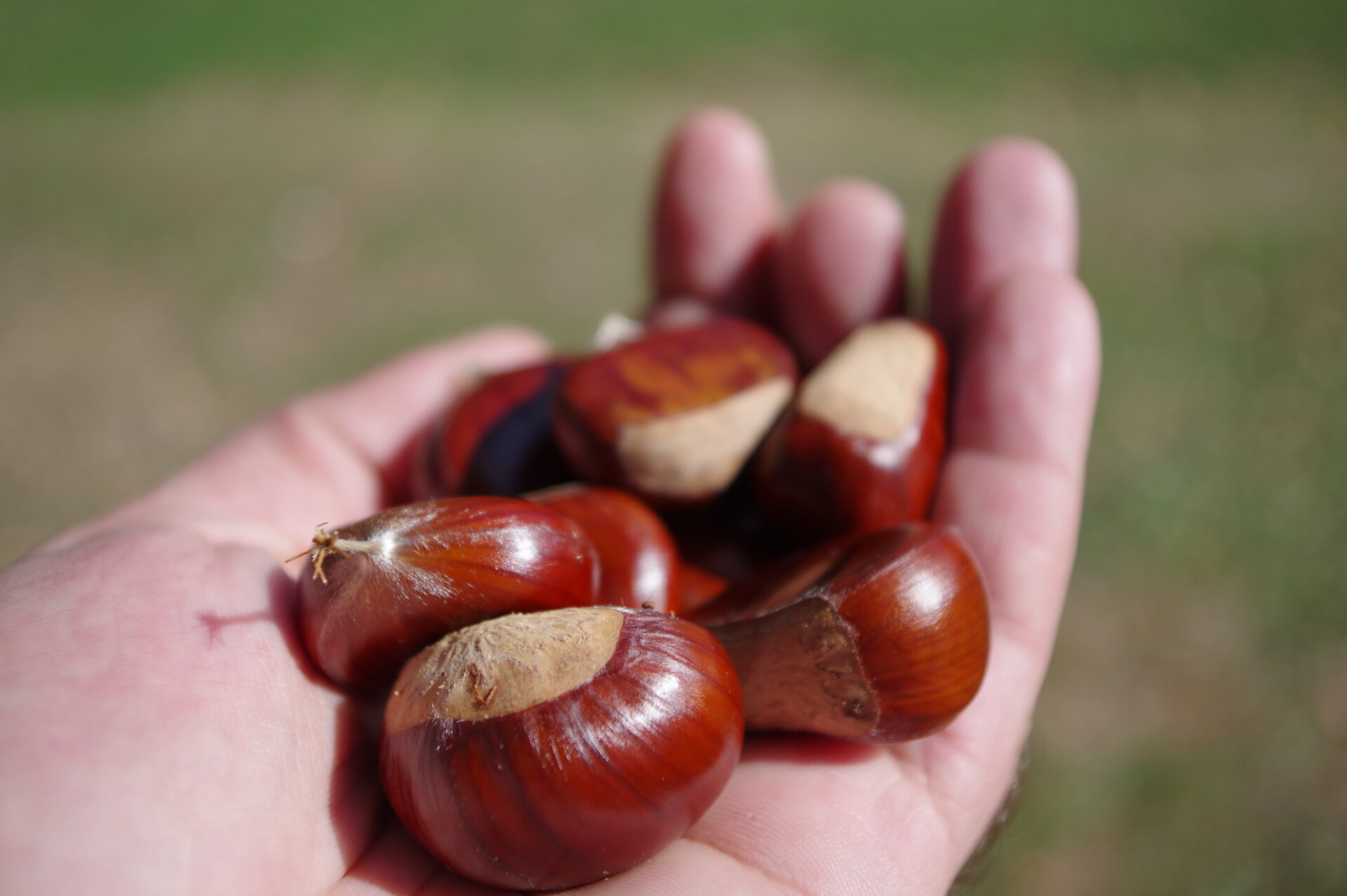 Il Week End Nelle Nostre Valli Gli Appuntamenti Di Sabato 2 E Domenica 3 Ottobre 2021 Prima Bergamo