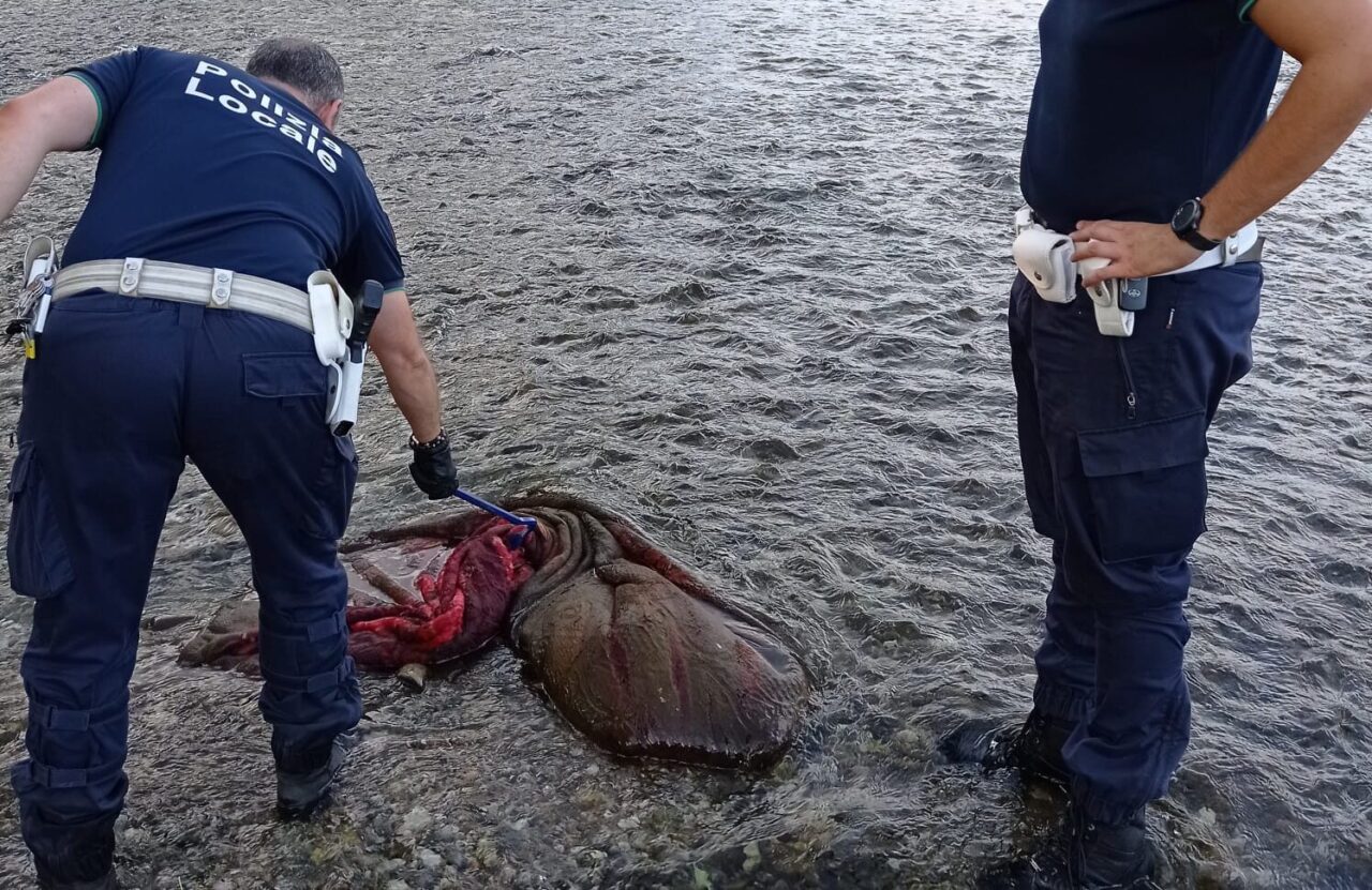 «C’è un cadavere nel Serio»: allarme a Mozzanica, ma per fortuna nessun morto