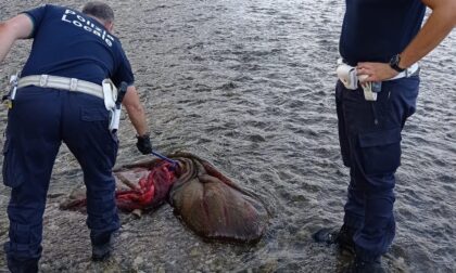 «C'è un cadavere nel Serio»: allarme a Mozzanica, ma per fortuna nessun morto