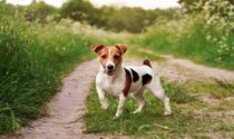 Diede fuoco e uccise a colpi di forcone un Jack Russell: bergamasco condannato a 6 mesi