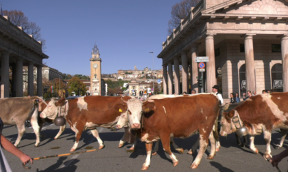 Sabato la rievocazione della storica transumanza tra Bergamo e il lodigiano