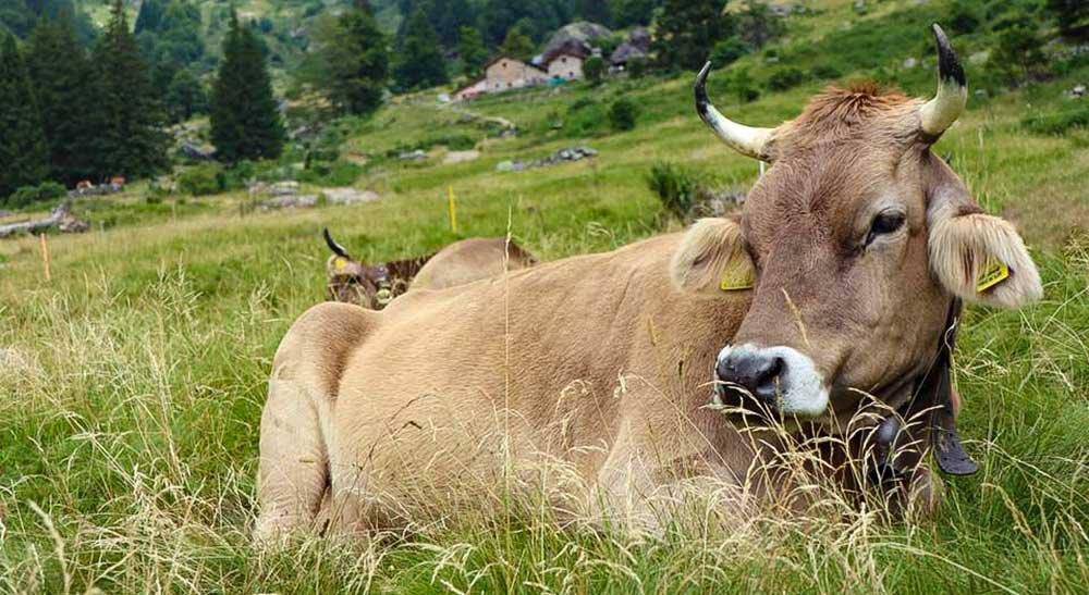 Lupi in Val Seriana? Allevamenti brutalmente attaccati fra Clusone e la Val Gandino