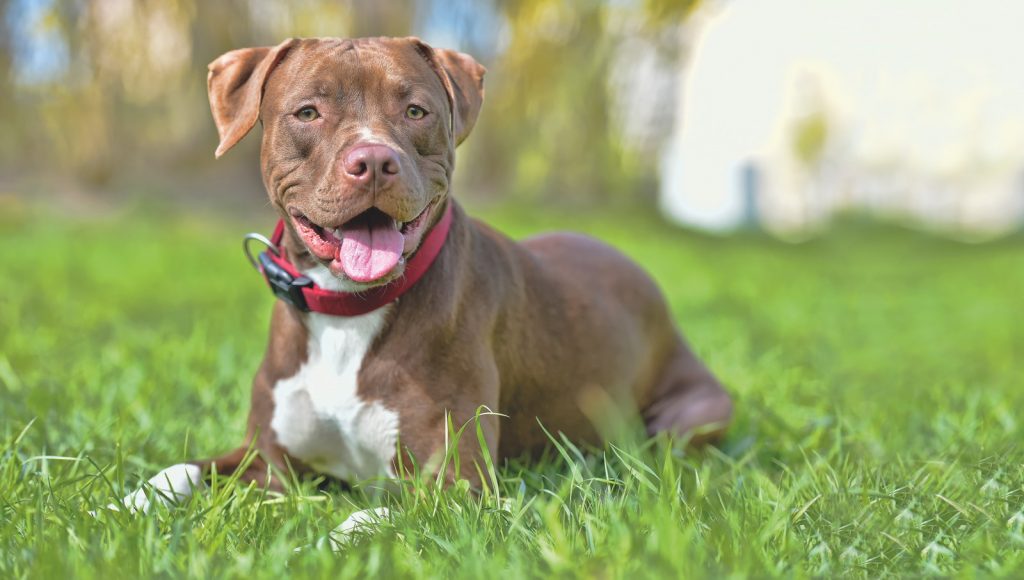 Diciottenne aggredito a Stezzano da un pitbull, il Codacons: «Si crei un patentino per i cani pericolosi»