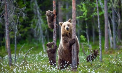 Dalla Valtellina a Foppolo per mangiare dei mirtilli: la curiosa trasferta di un orso