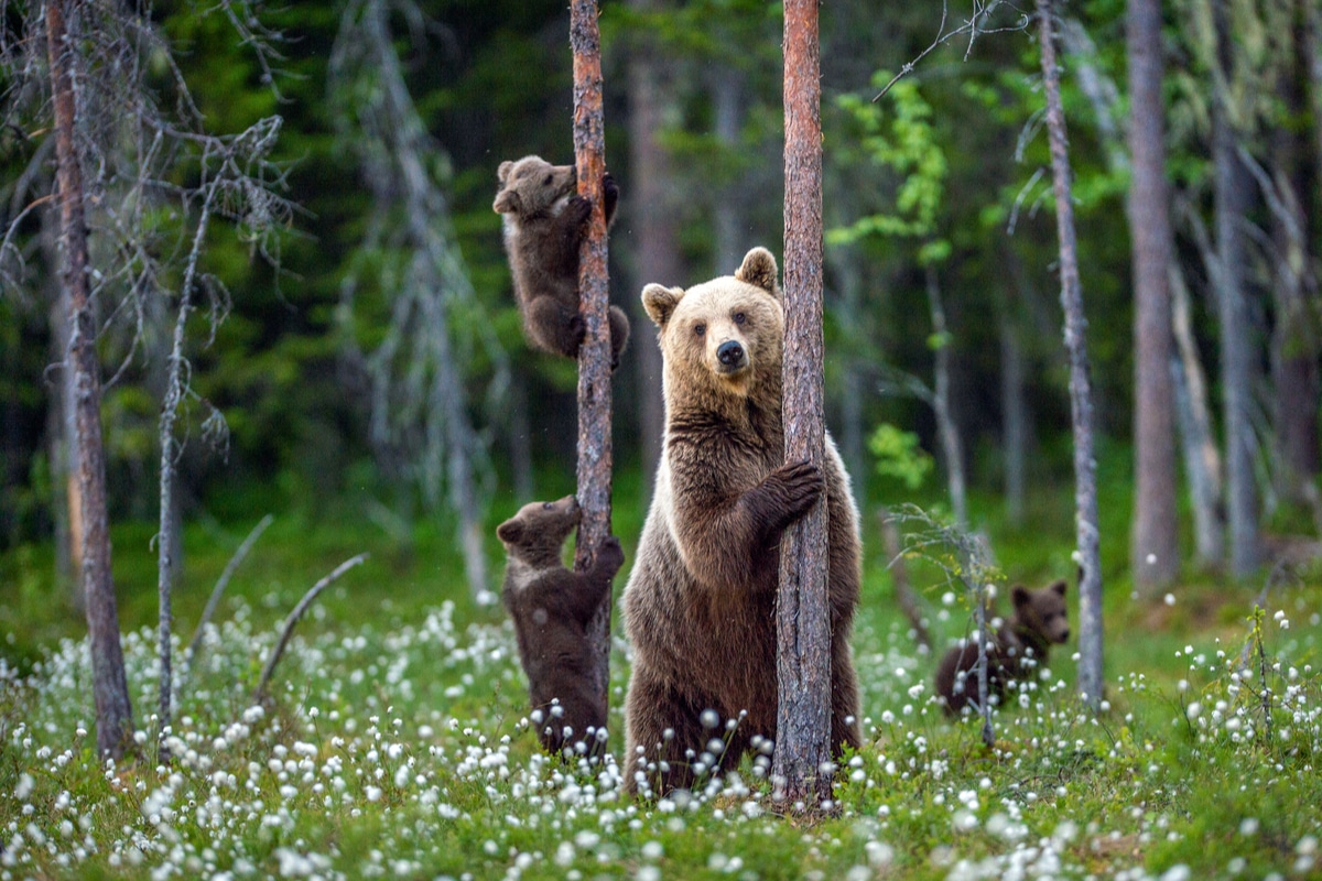 Dalla Valtellina a Foppolo per mangiare dei mirtilli: la curiosa trasferta di un orso