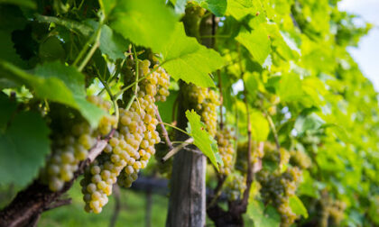 Colpo tra i vigneti di Villa di Serio prima della vendemmia: rubati più di 400 chili d'uva