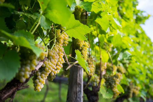 Colpo tra i vigneti di Villa di Serio prima della vendemmia: rubati più di 400 chili d’uva