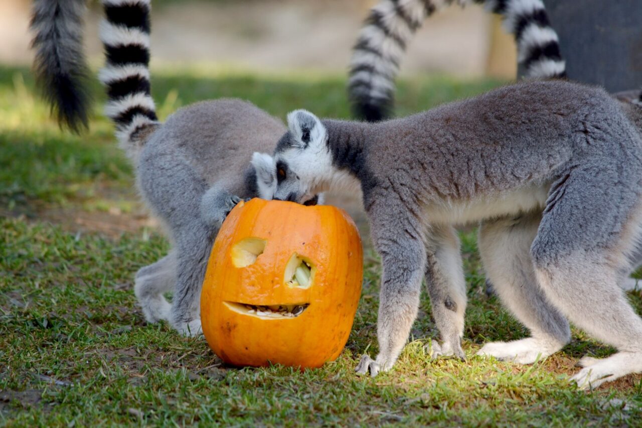 Dolcetto o scherzetto? Anche al Parco Faunistico Le Cornelle si festeggia Halloween