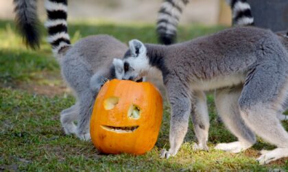 Dolcetto o scherzetto? Anche al Parco Faunistico Le Cornelle si festeggia Halloween