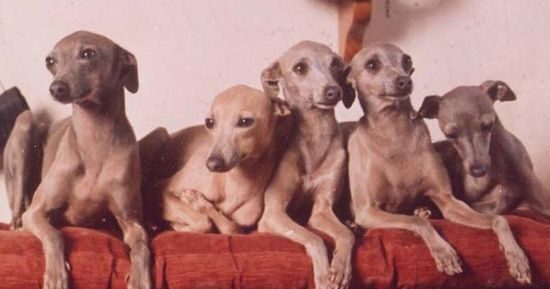 Un unico proprietario, 14 levrieri in un bilocale e 7 in auto: sospetto allevamento clandestino