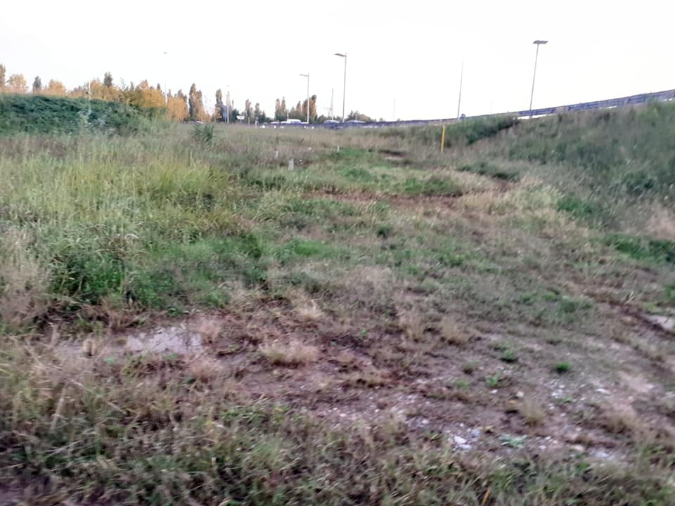 Cosa resta del «bosco in città»? Un dozzina di alberelli e delle erbacce, dicono le foto