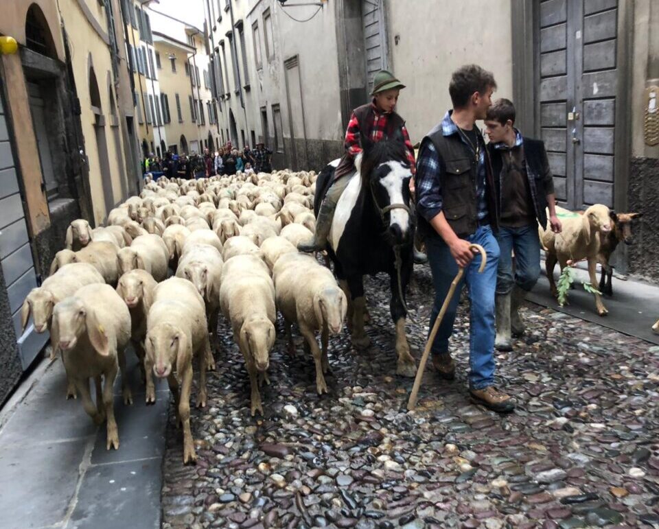 La transumanza torna in Città Alta, poesia d’altri tempi su mura e colli