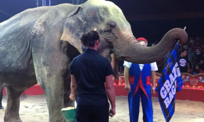 È morta l'elefantessa Andra, del circo Orfei. La Lav: «La terra bergamasca le è stata fatale»