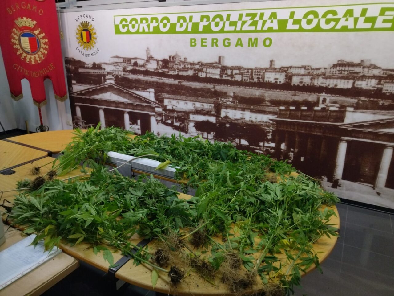 73enne coltivava marijuana in casa, sequestrate 22 piante (e non è la prima volta)