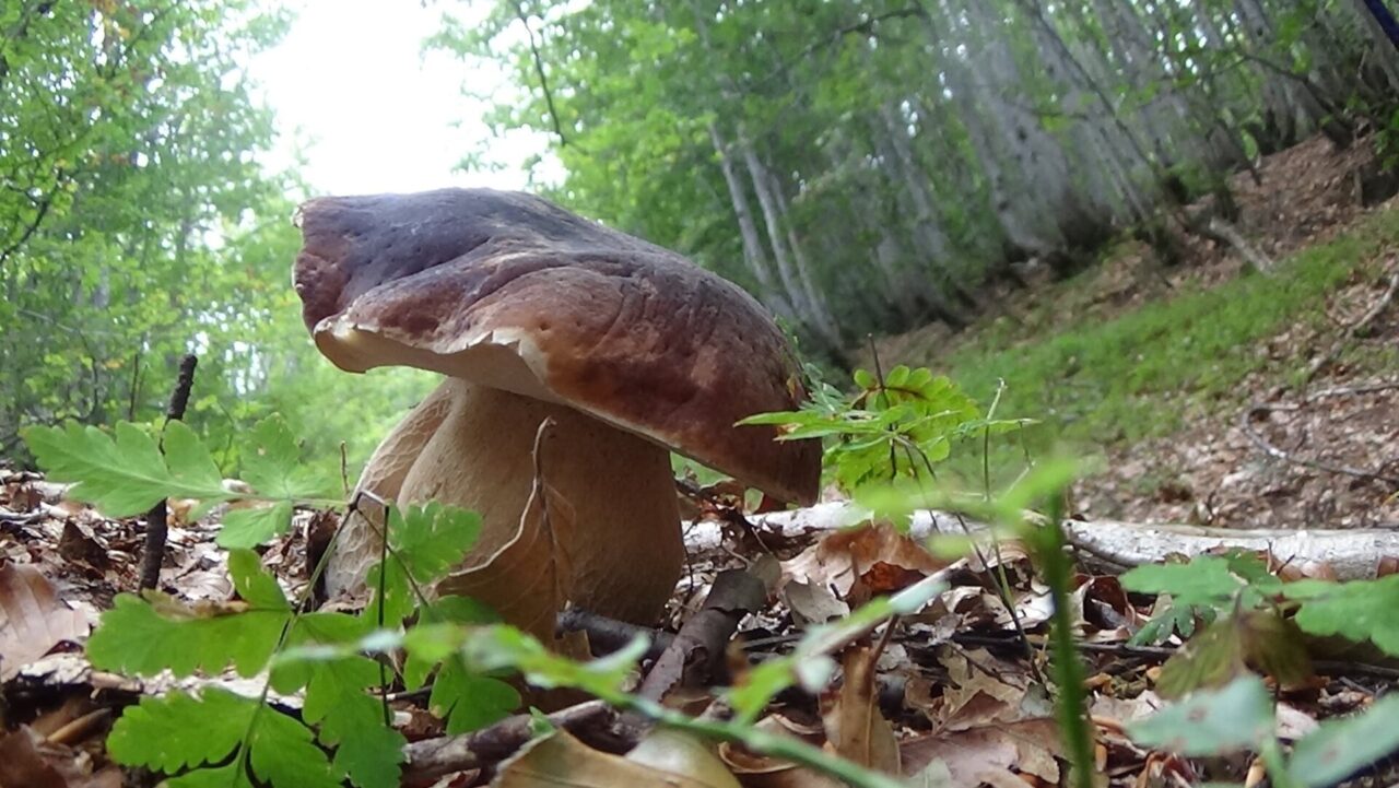 Dieci frasi in bergamasco sui funghi